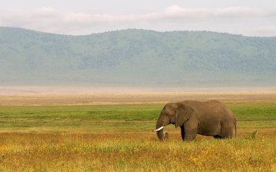 Best Time To Visit Tanzania