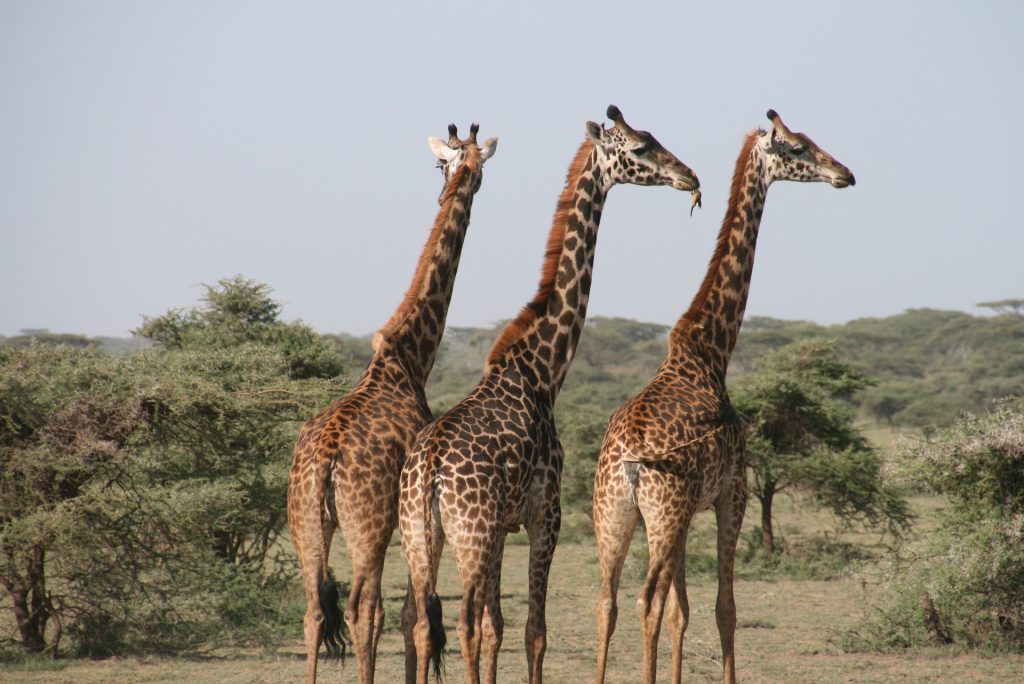 Giraffe in Tanzania National Park