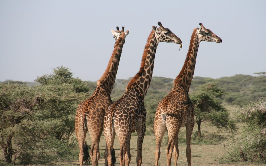 Is Tanzania a safe Country to Visit?