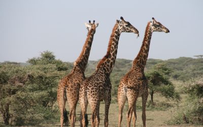 Is Tanzania a safe Country to Visit?