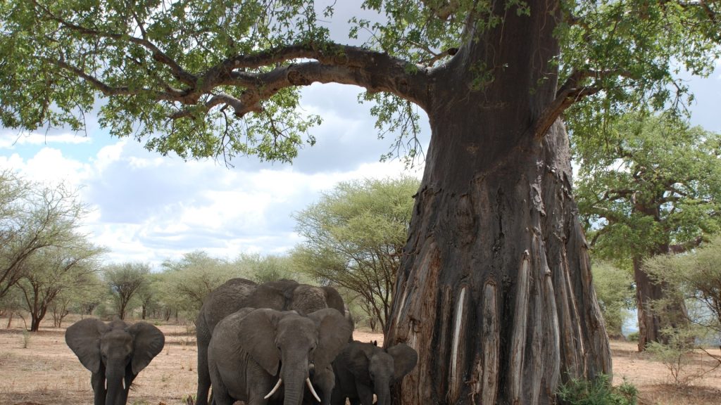 Groups of Elephants Under the Baobab Tree