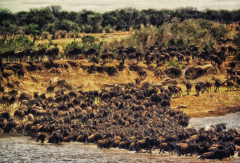 Serengeti Migration