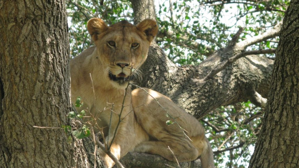Tree Climbing Lion in Lake Manayra