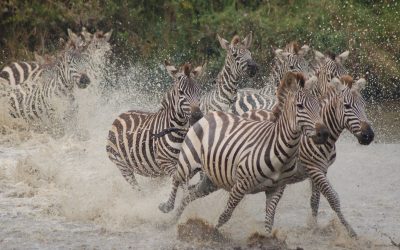 Zebras running away from predator in Ngorongoro crater