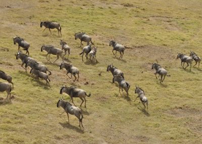 8-Day Central Serengeti Herd Movement Wildlife Safari