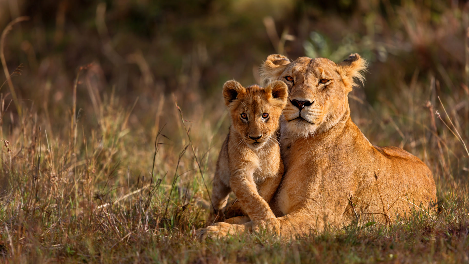A Tender Moment Between a Lioness and a Cub in Ngorongoro Crater, Tanzania