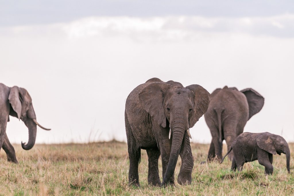 African Elephants in Ngorongoro Crater