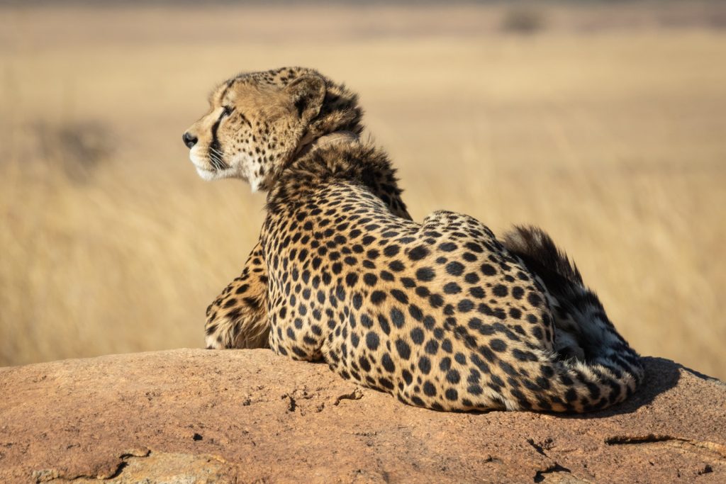Cheetah resting in Serengeti Plain