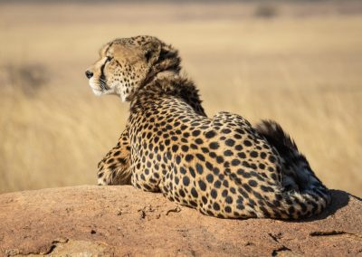 9-Day Tanzania Safari Cultural Tour
