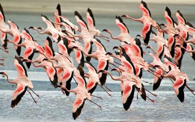 Greater Flamingoes in Lake Manyara, Tanzania