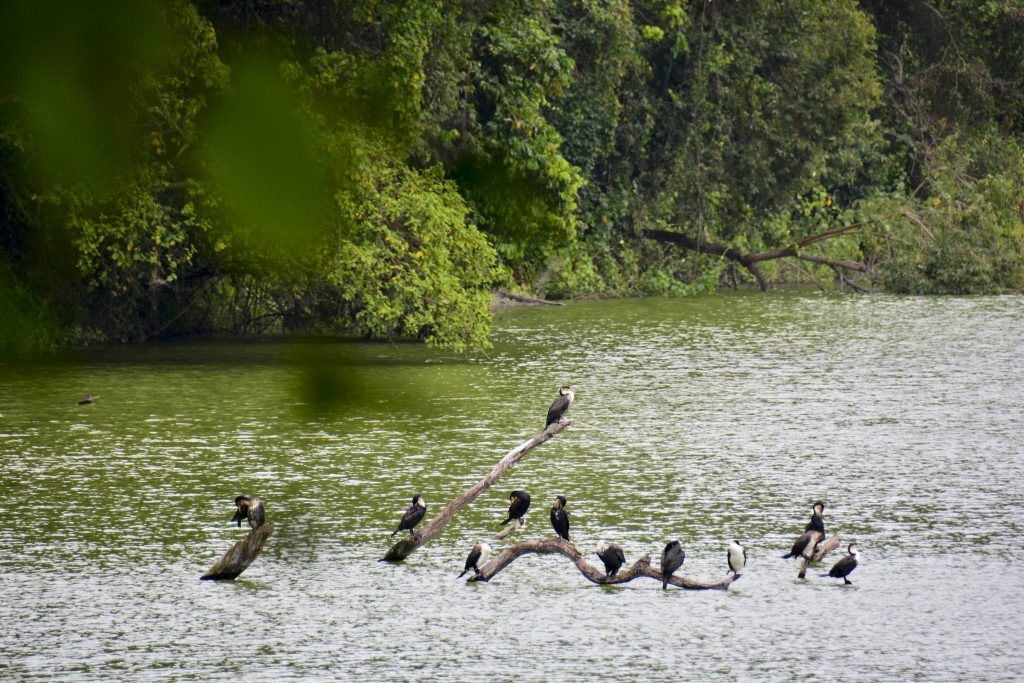 Lake Duluti Walking and Bird Watching Tour