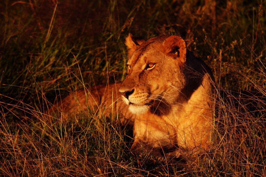 Lioness in Serengeti, Tanzania