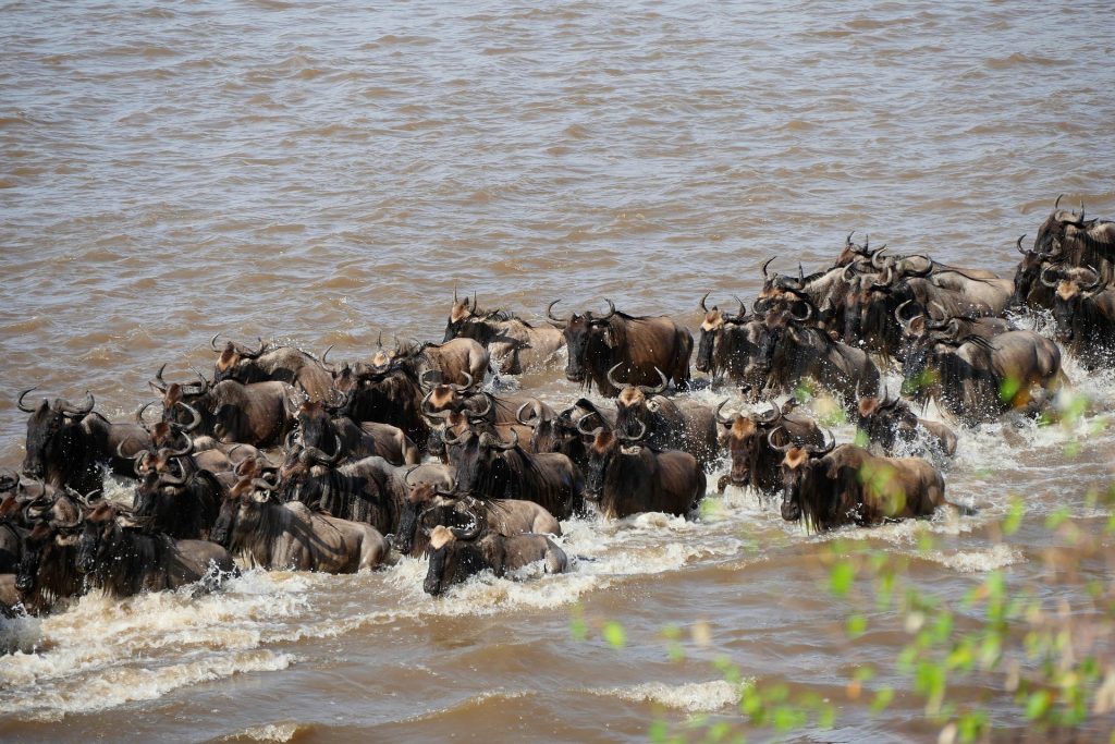 Mara River Crossing Wildebeest Migration