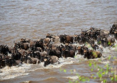 Full Serengeti Great Migration Safari, 13 Days