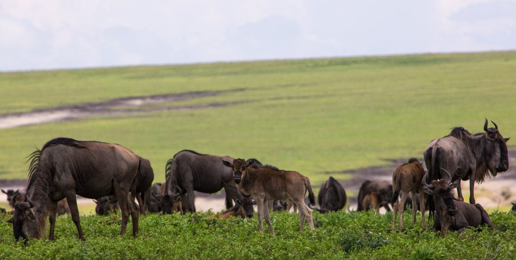 Ngorongoro Crater Tour