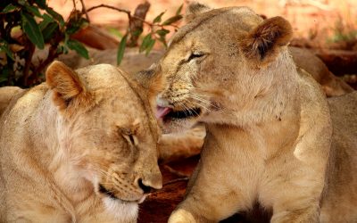 Lion caring each other at Serengeti National Park