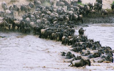 Serengeti Great Wildebeest Migration Arusha Tanzania