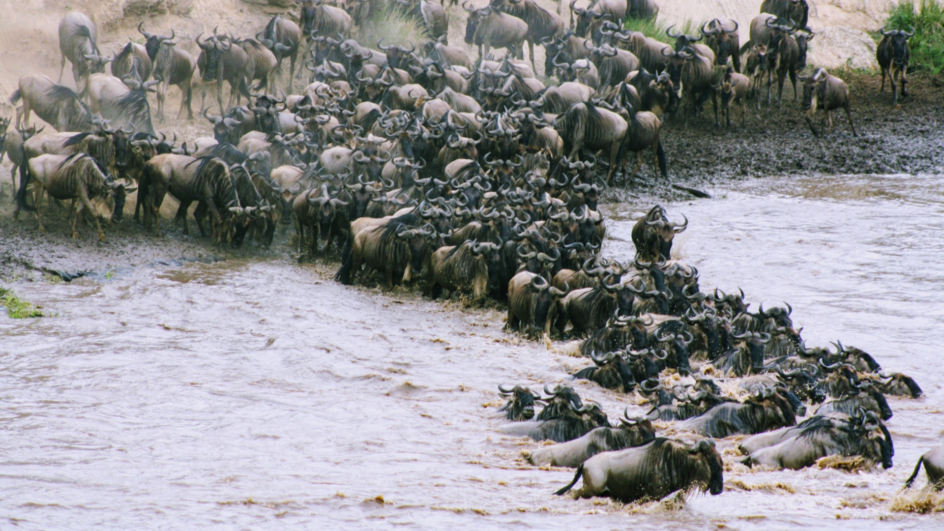 Serengeti Great Wildebeest Migration Arusha Tanzania