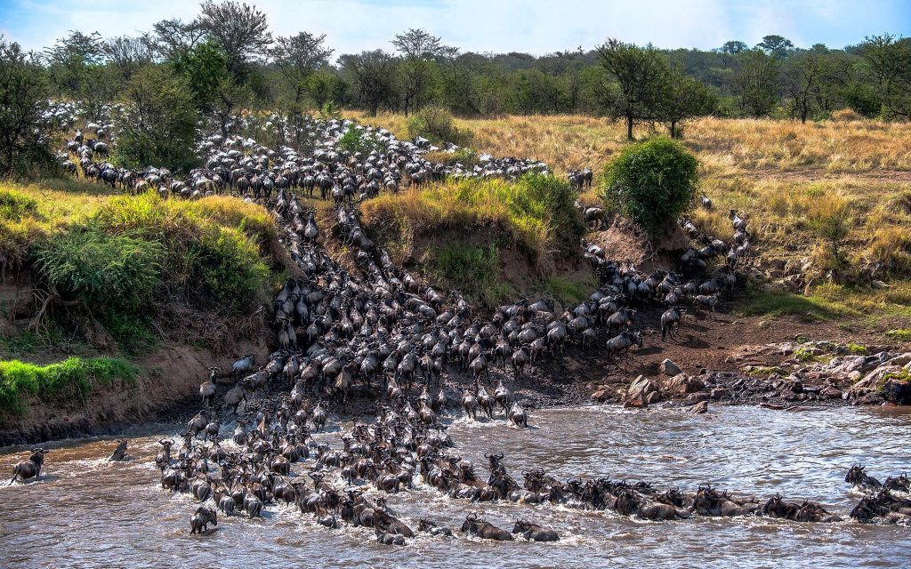 Wildebeest Crossing River Mara, Tanzania