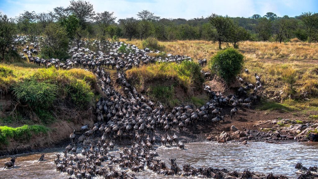 Wildebeest Crossing River Mara, Tanzania