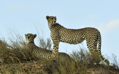 Beautiful Cheetah in Serengeti National Park