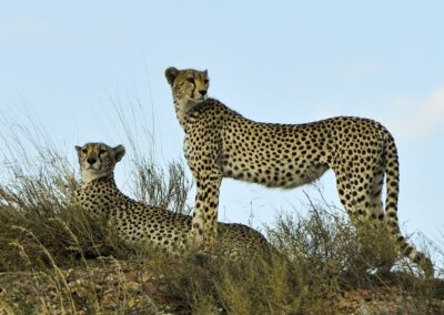 Serengeti Safari, 2 Days / 1 Night