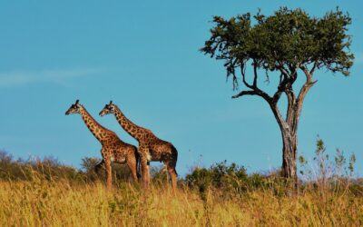 Giraffes in Serengeti National Park, Tanzania