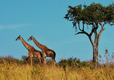 Serengeti Safari, 3 Days / 2 Nights