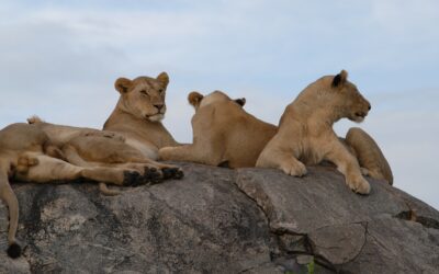 Lion family resting in one of the largest exposed rocks in Serengeti