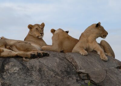 Serengeti Day Trip