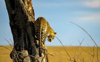 Leopard in Serengeti National Park Tanzania