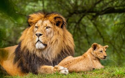 Male Lion and Cat in Serengeti National Park