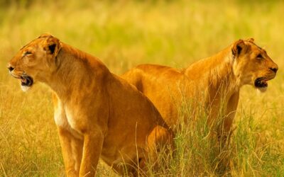 Northern Circuit Tanzania Safaris Meet Lioness in Serengeti