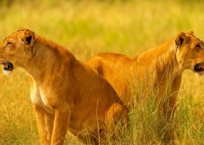 10-Day Classic Northern Circuit Safari