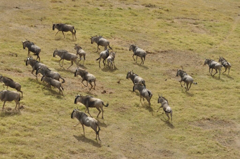Serengeti Wildebeest Migration Aerial Photo 1080x717