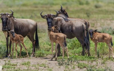 South Serengeti (Ndutu area) Calving Season Safari Adventure in Tanzania.