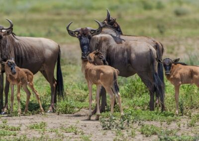 7-Day South Serengeti Calving Season Safari Adventure