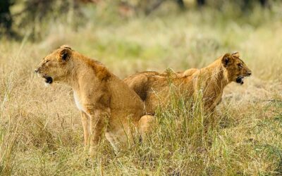 Tanzania Safaris Meet Lioness in Serengeti National Park