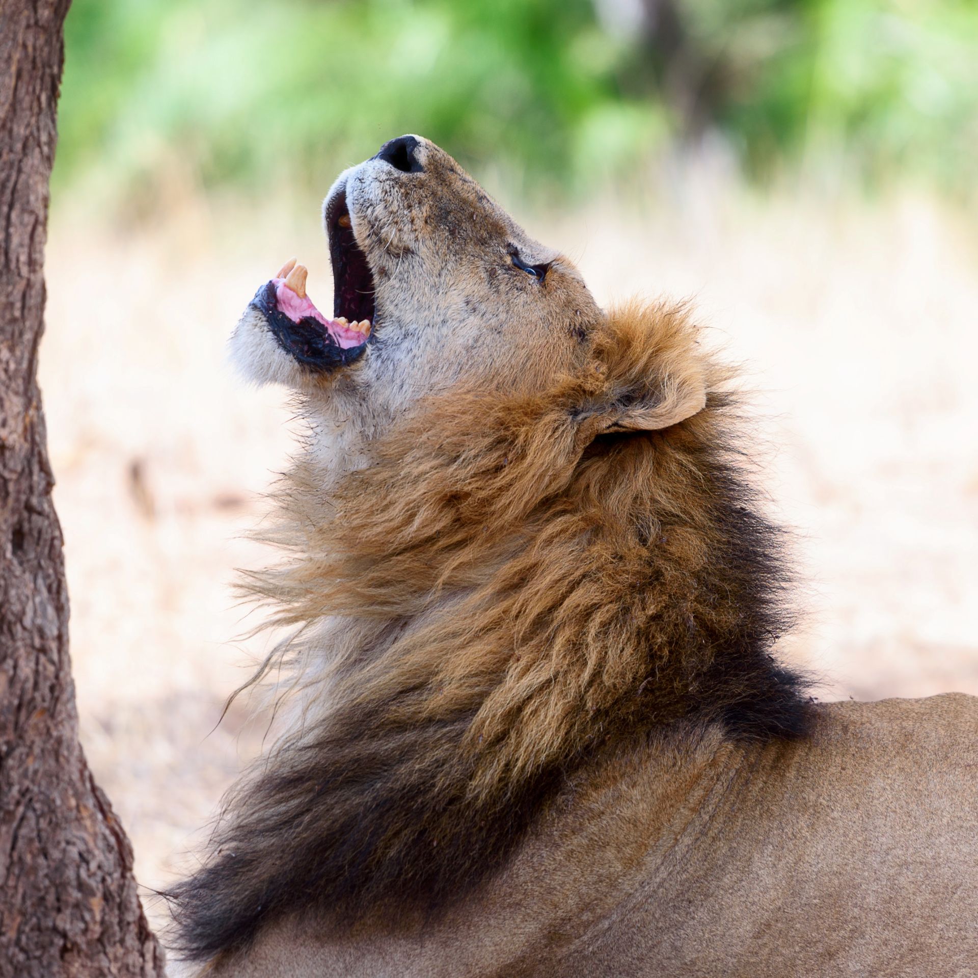 Serengeti Male Lion Roaring