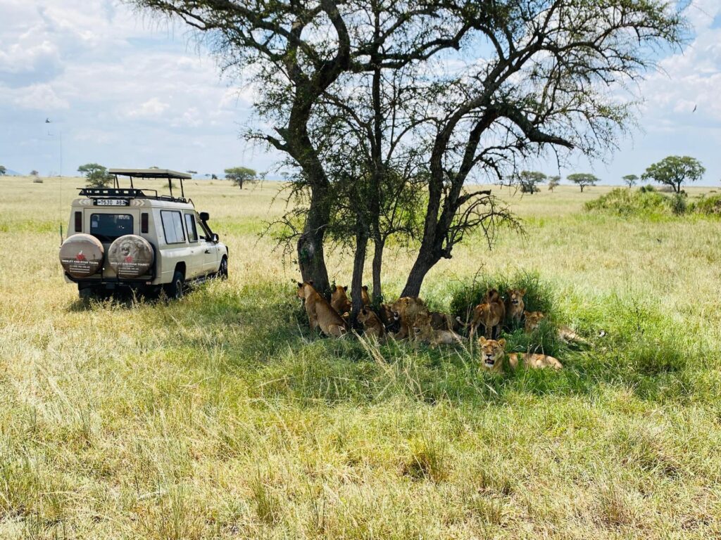Wesley and Ryan Tours Safari Vehicle In the Wild
