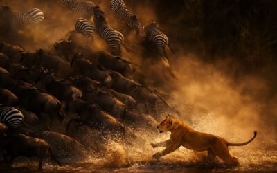 Wildebeest and Zebra Chased by Lion in Serengeti