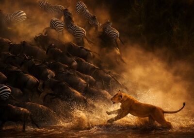 5-Day Serengeti Safari Package From Mwanza