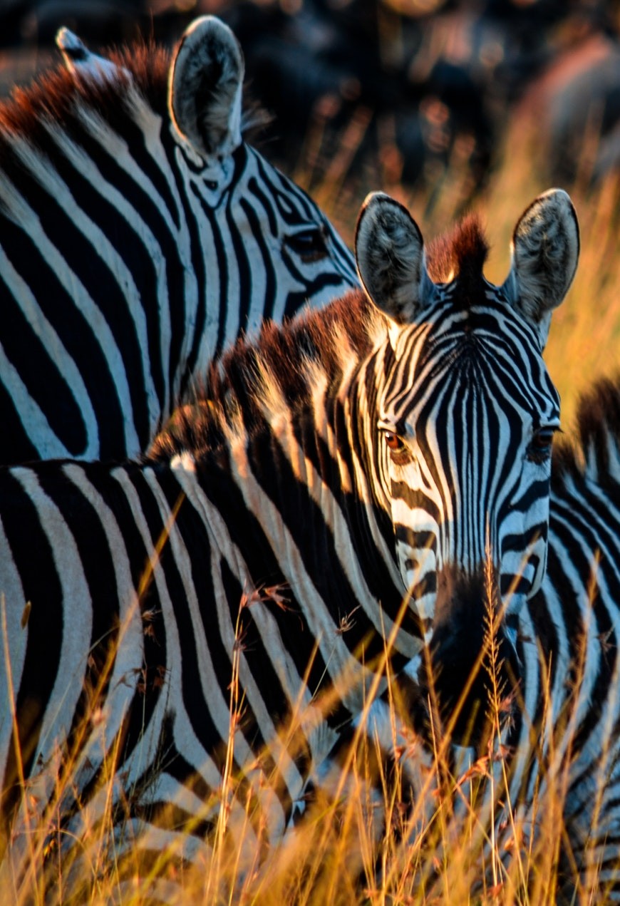 Zebras and Wildebeest in Serengeti National Park